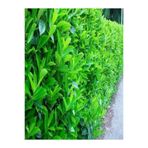 Gardenbox Çit Bitkisi Fidanı 60-120cm Saksılı, Viburnum Tinus Lucidum, Yeşil