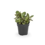 Gardenbox Crassula Ovata Mini Boy, Saksılı Canlı Para Yeşim Çiçeği