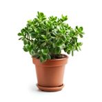 Gardenbox Crassula Ovata Para Çiçeği Saksılı 15-25 cm, Yeşil