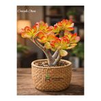 Gardenbox Crassula Ovata Sunset, Saksılı Canlı Yeşim Para Çiçeği, Kırmızı-Sarı
