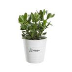 Gardenbox Crassula Ovata Yeşim Para Bitkisi, 15-25 cm, Saksılı, Yeşil