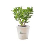 Gardenbox Crassula Ovata Yeşim Para Çiçeği Saksılı Canlı Bitki 15-25 cm