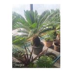 Gardenbox Cycas Revoluta-Sikas - Japon Sago Palmiyesi - Gövde Boyu 60-80 Cm