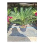 Gardenbox Cycas Revoluta Sikas Palmiyesi 60-80cm İç&Dış Mekan Mekan Peyzaj Bitkisi