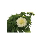 Gardenbox Dahlia Yıldız Çiçeği Bitkisi, Beyaz Renk, 15cm Saksı, Dış Mekan Balkon Bahçe