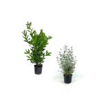 Gardenbox Defne Çalısı + Zeytin Çalısı 2'Li Set Dış Mekan Bitkisi