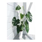 Gardenbox Deve Tabanı Bitkisi Monstera Deliciosa, İthal, 35-50 cm, Dolgun Formlu, İç Mekan