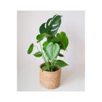 Gardenbox Deve Tabanı Çiçeği Monstera, 35-40 cm, Ev Ofis Salon Bitkisi