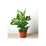 Gardenbox Difenbahya Kamilya İç Mekan Bitkisi, 35-40 cm, Saksı Dahil