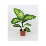 Gardenbox Difenbahya Tropik Salon Bitkisi Tropic Snow, 50-70 cm