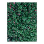 Gardenbox Dikenler Tacı Küçük Çiçekli İthal Euphorbia Milli, Kırmızı