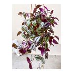 Gardenbox Dolgun Telgraf Çiçeği Alacalı Yeşil, Makrome Saksılı, 30-50cm