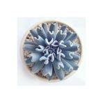 Gardenbox Echeveria Runyonii Topsy Turvy Sukulent Bitki, 5.5cm Saksı