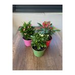 Gardenbox Euphorbia Milii - 3'lü Dikenler Tacı Set, Pembe-Kırmızı-Sarı Çiçekli, Saksılı