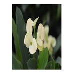 Gardenbox Euphorbia Milii White Dikenler Tacı Beyaz İç Mekan Bitkisi, 25 cm