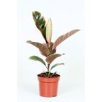 Gardenbox Ficus Elastica Belize, Pembe Alacalı Kauçuk Çiçeği, 50 cm, İç Mekan Bitkisi