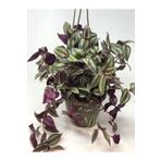 Gardenbox Formlu Canlı Formlu Yeşil Renk Telgraf Alacalı Telgraf Çiçeği 30-50cm Makrome Saksılı