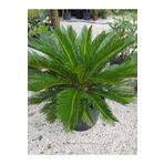 Gardenbox Formlu Cycas Revoluta - Sikas Japon Sago Palmiyesi 80-100cm Canlı İç Dış Mekan Bitkisi