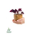 Gardenbox Formlu Mor Süs Yoncası Çiçeği 20-30Cm 1 ADET Canlı Çiçel Oxalis triangularis