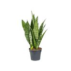 Gardenbox Formlu Yeşil Kılıç Çiçeği, 1 Adet, Saksılı, 20-40cm, Hava Temizleyici Bitki
