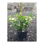 Gardenbox Ful Yasemin Çiçeği Kokulu Sarmaşık Bitki Saksılı 30-60cm