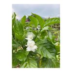 Gardenbox Ful Yasemini 90 100 cm 1 Adet Saksılı Çiçekli Iç Dış Mekan Biitkisi Jasmıne
