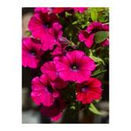 Gardenbox Fuşya Renk Petunya Çiçeği, 1 Adet, Sarkaç Askılı, 30-45 cm, Ters Balkon Bitkisi