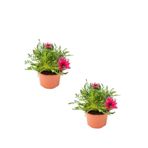 Gardenbox Gazanya Çiçeği, 2 Adet, Koyu Pembe, Saksılı, 10-20 cm, Bahçe Balkon Çiçeği