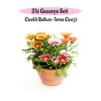 Gardenbox Gazanya Çiçeği, 3 Adet, Pembe-Kırmızı-Sarı Renk, Saksılı, 10-20 cm, Balkon Çiçeği