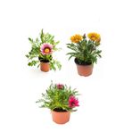 Gardenbox Gazanya Çiçeği, 3 Adet Saksılı, 10-20 cm, Pembe-Beyaz-Sarı Renk, Balkon Çiçeği