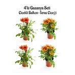 Gardenbox Gazanya Seti, 4'lü Çiçekli Balkon-Teras Çiçeği, Kırmızı ve Turuncu Sarı, 10-20cm, Saksılı