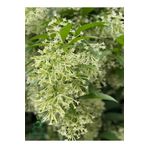 Gardenbox Gece Kokan Melisa Parfüm Çiçeği 1 ADET Saksıda (Cestrum Nocturnum)