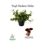 Gardenbox Hedera Helix Ağaç Sarmaşığı Saksılı 30-50 cm + Yeşim Para Çiçeği