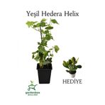 Gardenbox Hedera Helix Duvar Sarmaşığı Saksılı 30-50 cm + Yeşil Para Çiçeği Hediye