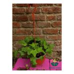 Gardenbox Hedera Helix İngiliz Sarmaşığı, Çekici ve Dayanıklı Tırmanıcı Bitki, Çok Renkli