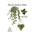 Gardenbox Hedera Helix Sarmaşığı Alacalı Saksılı 30-40 cm, Yeşim Para Çiçeği Hediye