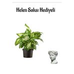 Gardenbox Hediyelik Difenbahya Bitkisi, Helen Saksı, Sevgililer Gününe Özel