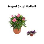 Gardenbox Hediyelik Mis Kokulu Şeker Pembe Karanfil Çiçeği TELGRAF HEDİYELİ