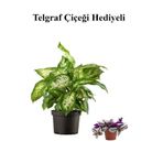 Gardenbox Hediyelik Zarif Yapraklı Difenbahya Bitkisi, Telgraf Hediyeli