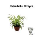 Gardenbox Helen Saksı Hediyelik Kurdele Çiçeği, Sevgililer Gününe Özel, Hediye Kartlı