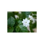 Gardenbox Hoş Kokulu Full Yasemin Çiçeği Fidanı, 40-60 cm, Saksılı, Bodur Bitkiler