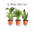 Gardenbox İç Mekan Çiçek Seti, Barış Çiçeği-Şamador(Areka)-Sarı Kılıç Çiçeği, 20-30cm, Çok Renkli