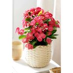 Gardenbox İç Mekan Euphorbia Çiçeği, Pembe, Mini Boy, 5.5cm