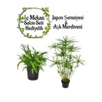 Gardenbox Japon Şemsiyesi (40-60 cm) Saksılı + Aşk Merdiveni Çiçeği (15-25 cm) Saksılı, Set