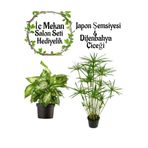 Gardenbox Japon Şemsiyesi (40-60 cm) Saksılı + Diğenbahya Çiçeği (20-40 cm) Saksılı, Set