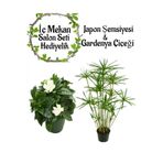 Gardenbox Japon Şemsiyesi (40-60 cm) Saksılı + Kokulu Gardenya (20-30 cm) Saksılı, Set