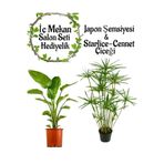 Gardenbox Japon Şemsiyesi (40-60 cm) Saksılı + Starliçe Çiçeği (50-60 cm) Saksılı, Set
