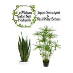 Gardenbox Japon Şemsiyesi (40-60 cm) Saksılı + Yeşil Kılıç Çiçeği (20-40 cm) Saksılı, Set
