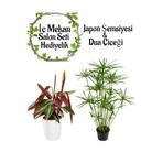 Gardenbox Japon Şemsiyesi 40-60cm + Pembe Dua Çiçeği Salon Seti, 2 Adet Saksılı