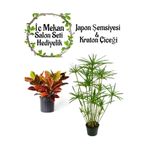 Gardenbox Japon Şemsiyesi (40-60cm) Saksılı + Kraton Bitkisi (20-40cm) Saksılı, Set